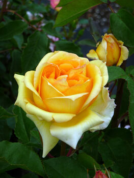 Rose Sophia, Personalised Named Rose Gift, 2 of 2