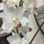 White Cymbidium Orchid Silk Flower Arrangement, thumbnail 2 of 6
