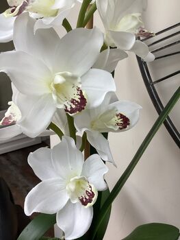 White Cymbidium Orchid Silk Flower Arrangement, 2 of 6