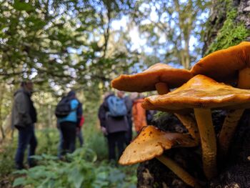 Foraging And Cookery Experience For Two People, 4 of 4