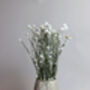 Natural Dried White Daisy Flowers, thumbnail 4 of 4