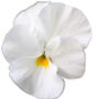 Flowers Pansy 'Pure White' Six X Plant Pack, thumbnail 1 of 6
