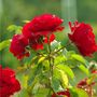 Floribunda Rose 'Trumpeter' Plant In 5 L Pot, thumbnail 1 of 4