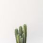 Pillar Cactus With Large Hand Cast Eco Pot, thumbnail 4 of 4