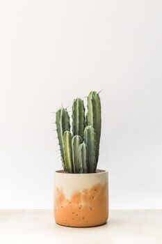 Pillar Cactus With Large Hand Cast Eco Pot, 4 of 4