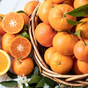 Citrus Orange Tree In Five Litre Pot, 7 of 11