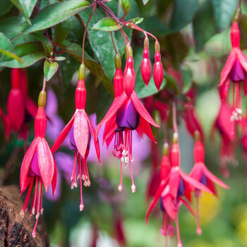 Fuchsia 'Lady Boothby' One Litre Pot, 4 of 6