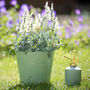 Personalised Gardening Bucket And Mister Gift Set, thumbnail 3 of 4