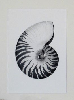 Framed Limited Edition Nautilus Shell Giclee Print, 6 of 7