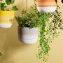 Ombre Dip Glaze Hanging Planter, thumbnail 3 of 7