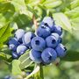 Fruit Plant Blueberry Brigitta One In Two Litre Pot, thumbnail 5 of 5