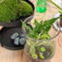 Carnivorous Plant Terrarium Workshop For Two, Manchester, thumbnail 3 of 11