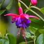 Perennial Fuchsia 'Dollar Princess' Five 9cm Pots, thumbnail 1 of 5
