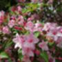 Weigela Plants 'Florida Purpurea', thumbnail 3 of 6