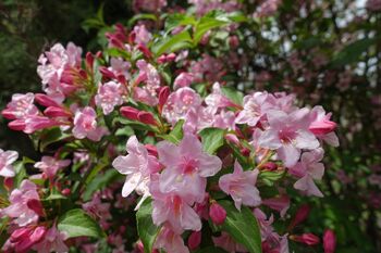 Weigela Plants 'Florida Purpurea', 3 of 6