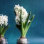 Set Of Three Hyacinth Flower Bulbs, thumbnail 2 of 2