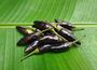 Chilli Plants, 'Gusto Purple', thumbnail 1 of 7
