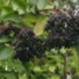 Elderberry Plants, 'Haidegg', thumbnail 4 of 9