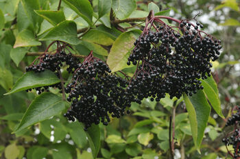 Elderberry Plants, 'Haidegg', 4 of 9