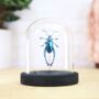 Giant Frog Beetle Insect Bug Moth Bell Jar Entomology Taxidermy Interior Design Home Decor Cloche Modern Display Gift Ornament, thumbnail 1 of 4