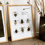 Illustrated British Bees Springtime Print Unframed, thumbnail 4 of 6