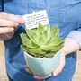 Thank You Teacher Personalised Plant Marker, thumbnail 3 of 6
