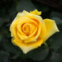 Climbing Rose 'Arthur Bell' Bare Rooted Plant, thumbnail 5 of 5