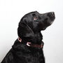 Pampeano 'Hermoso' Leather Dog Collar, thumbnail 3 of 5