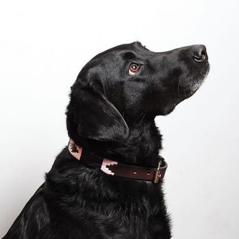 Pampeano 'Hermoso' Leather Dog Collar, 3 of 5