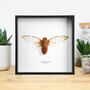 Xl Ghost Cicada Handcrafted Frame, thumbnail 1 of 3