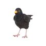 Lifelike Blackbird Garden Sculpture Gift Ornament Frost Proof, thumbnail 7 of 9