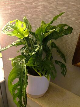 Monstera Monkey Leaf 10cm Pot, 2 of 2