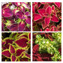 Gardening Gift. Grow Your Own Wizard Coleus, thumbnail 3 of 4