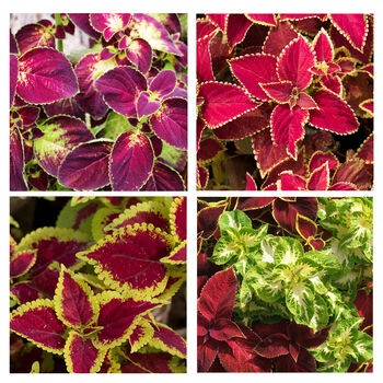 Gardening Gift. Grow Your Own Wizard Coleus, 3 of 4