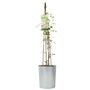 Clematis Guernsey Cream In 3 L Pot – Fragrant Climber, thumbnail 2 of 6