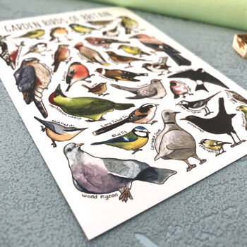 Garden Birds Of Britain Illustrated Postcard, 4 of 11