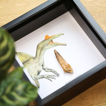 Spinosaurus Tooth And Watercolour Illustration Box Frame Real Authentic Jurassic Dinosaur Fossil Museum Quality Natural History Interior Design Home Decor Gift Ornament, 2 of 5