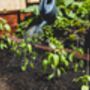 Chilli Plants, 'Gusto Purple', thumbnail 3 of 7