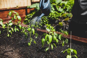 Chilli Plants, 'Gusto Purple', 3 of 7