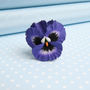 Hand Painted Pansy Brooch In A Choice Of Colours, thumbnail 1 of 6