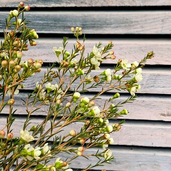Fresh Wax Flowers Stems X Five, 6 of 8