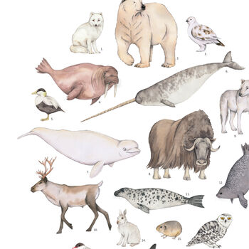 Arctic Animals Watercolour Print, 2 of 4