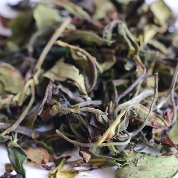 Solar White Loose Leaf Tea, 3 of 7