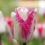 Tulip Hot Pants – 15 Bold Magenta Tulip Bulbs, thumbnail 2 of 3
