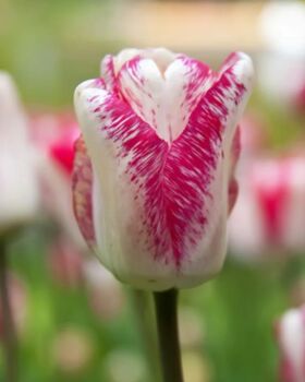 Tulip Hot Pants – 15 Bold Magenta Tulip Bulbs, 2 of 3