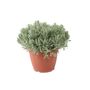 Rosemary Officinalis 5 L – Fragrant Evergreen Shrub In Patio Ready Pot For Garden, thumbnail 2 of 2