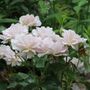 Hybrid Tea Rose Plant 'Silver Anniversary', thumbnail 6 of 6