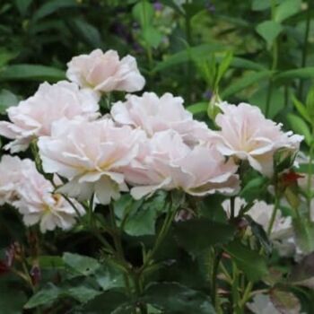 Hybrid Tea Rose Plant 'Silver Anniversary', 6 of 6