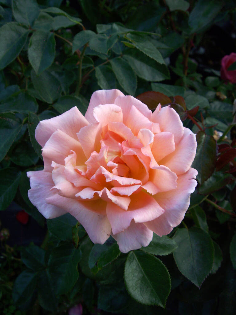 Rose Meg, Personalised Gift Rose By Giftaplant