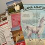 Adopt A Llama Gift Tin, thumbnail 3 of 4